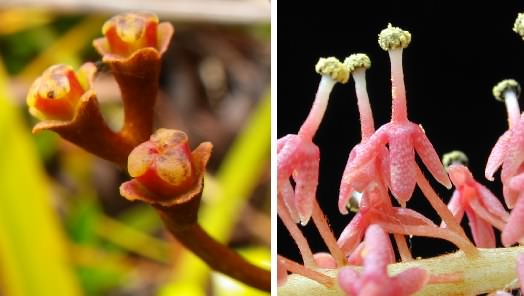 Nepenthes flowers