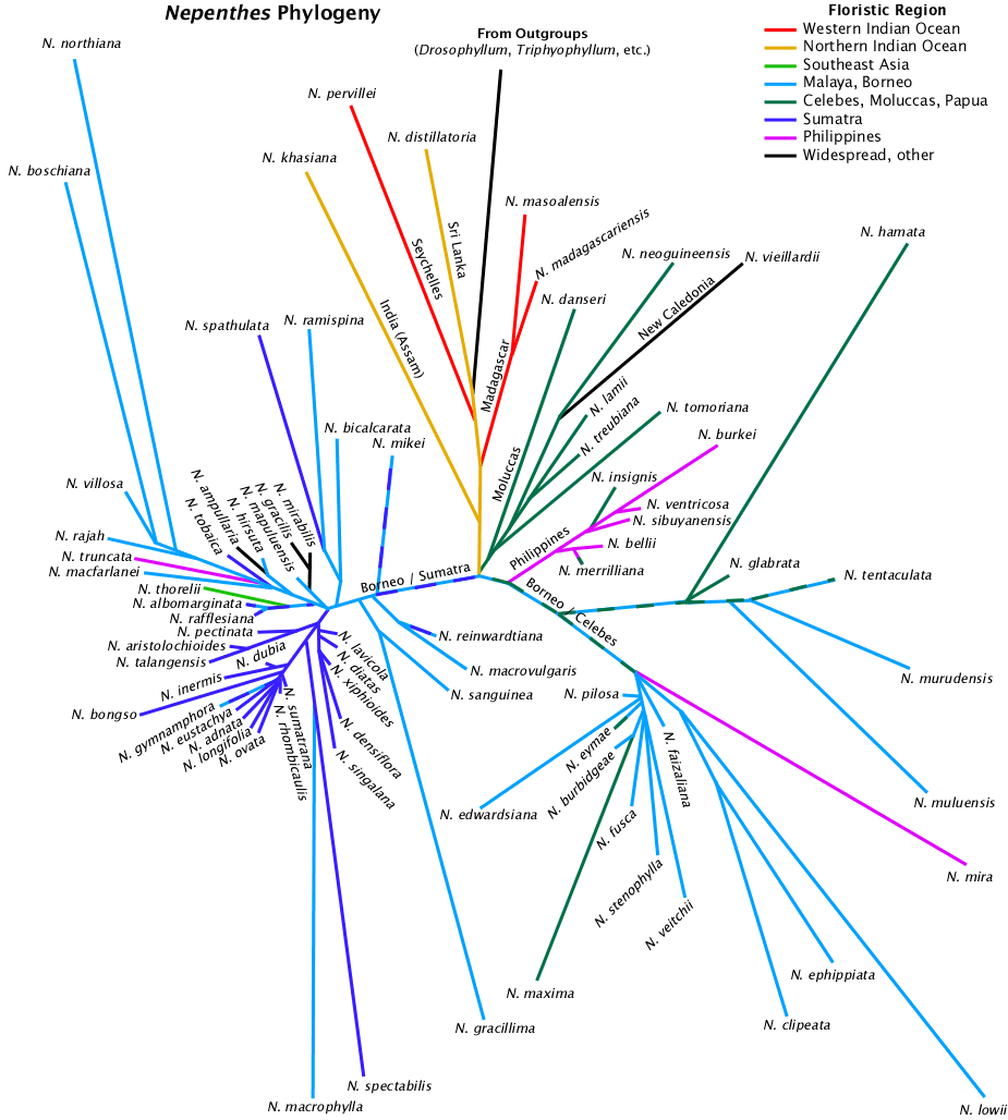 Nepenthes Phylogeny Core