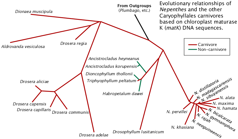 Nepenthes Phylogeny Root