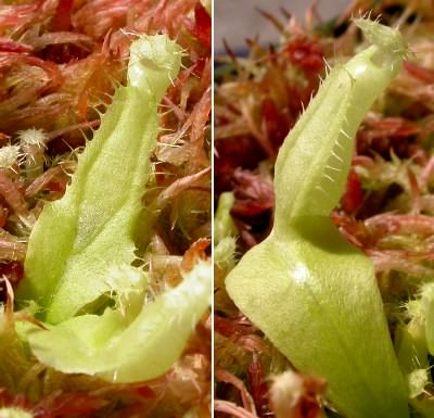 Juvenile Pitchers