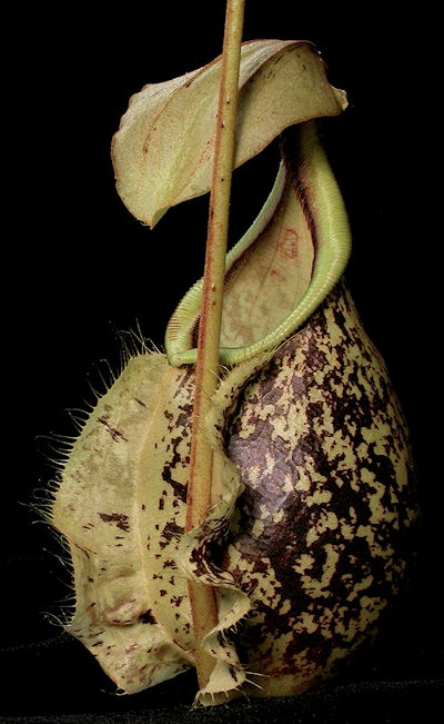 Nepenthes rafflesiana