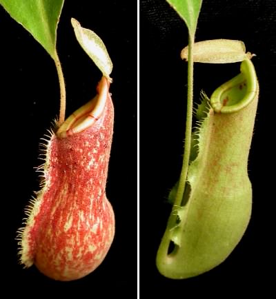 before plant carnivory costs nepenthes cp carnivorousplants