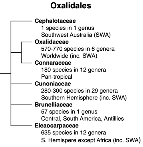 Oxalidales phylogeny