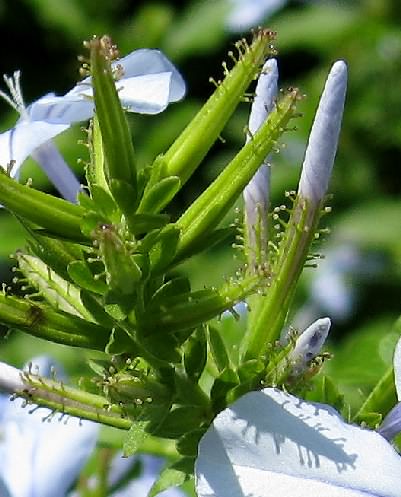 Plumbago auriculata