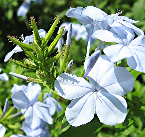 Plumbago auriculata