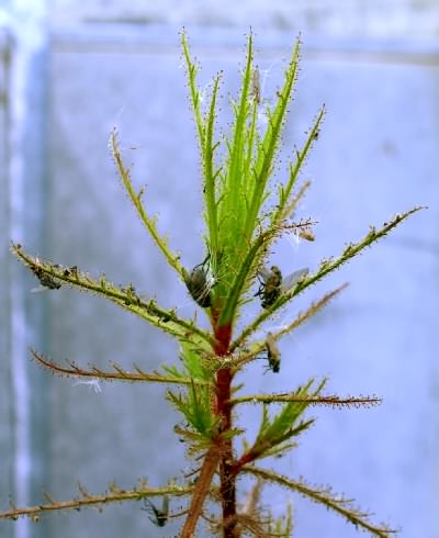 Roridula dentata