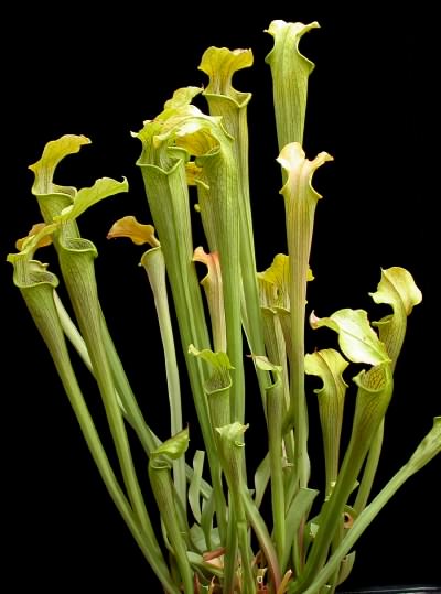 Sarracenia alabamensis