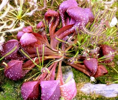 Sarracenia psittacina