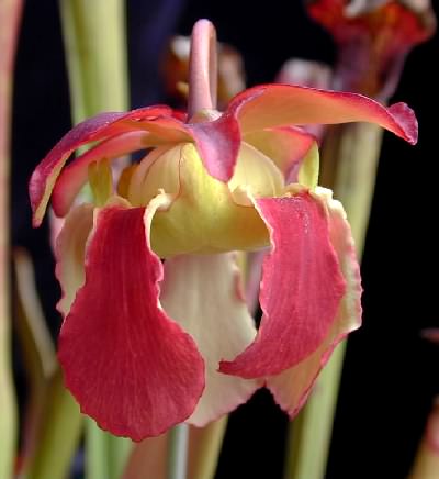 Sarracenia Flower