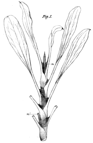 Limonium peregrinum