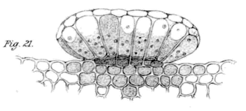 Limonium peregrinum gland