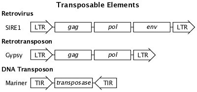 transposable elements are dna sequences that