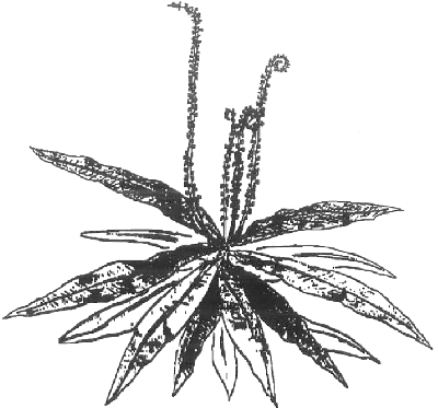 Triphyophyllum