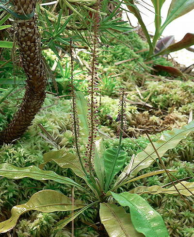 Triphyophyllum peltatum