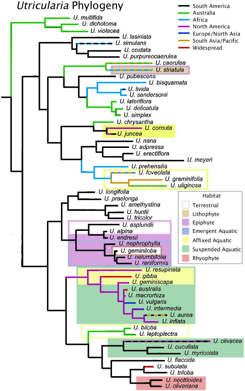 Plant Phylogeny