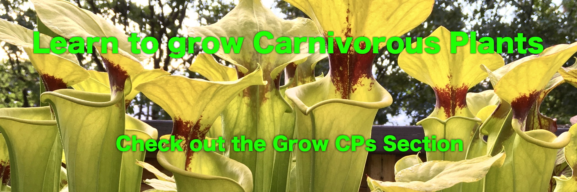 Learn to Grow CPs